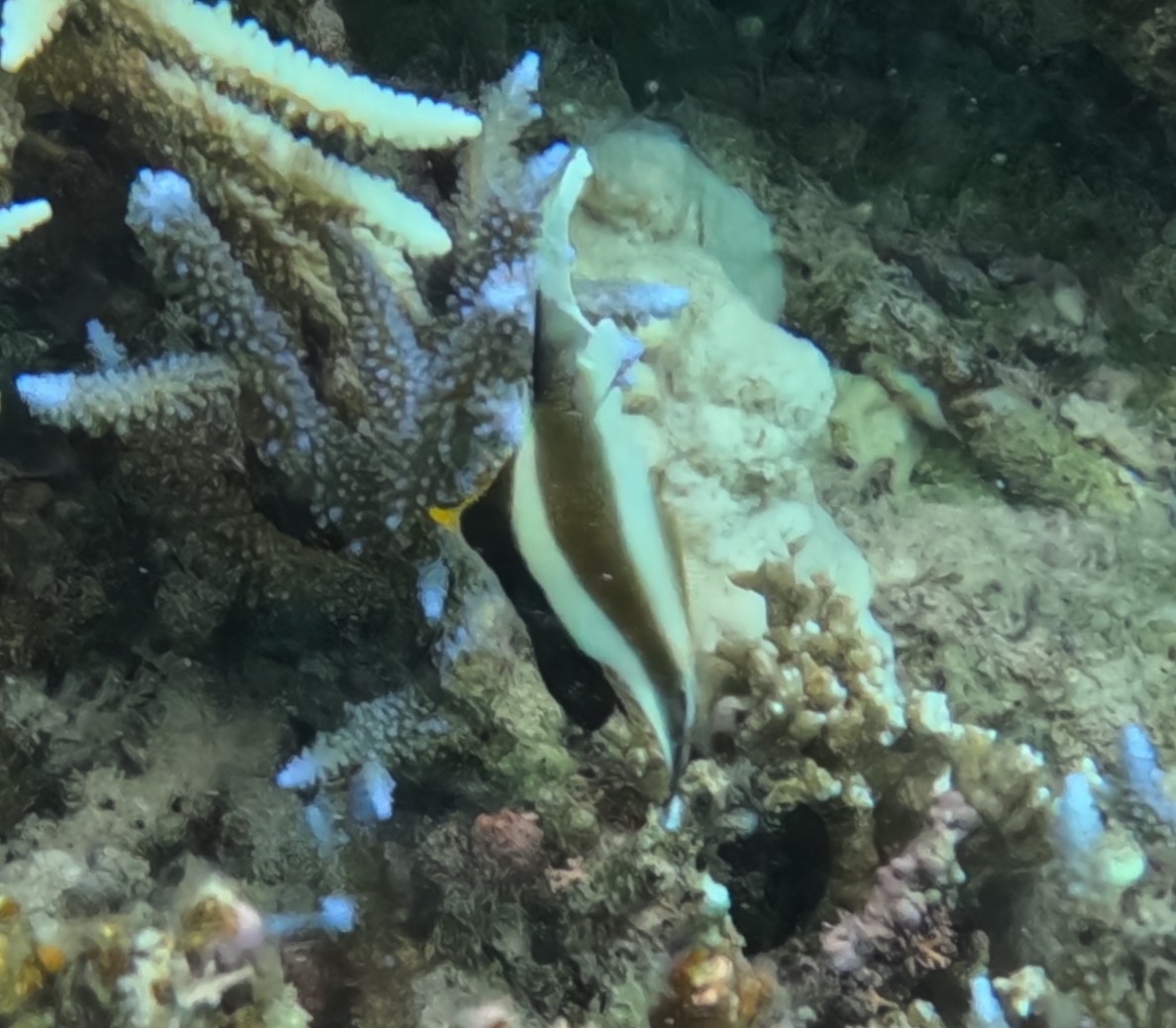 Threeband Pennantfish